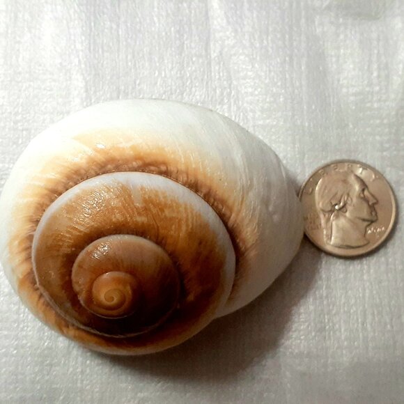 Natural!! Turbo Seashell 3.38 in Length Dark Color Shell - Collectible and Nice! - Picture 2 of 9
